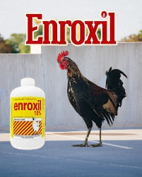 Enroxil for chickens
