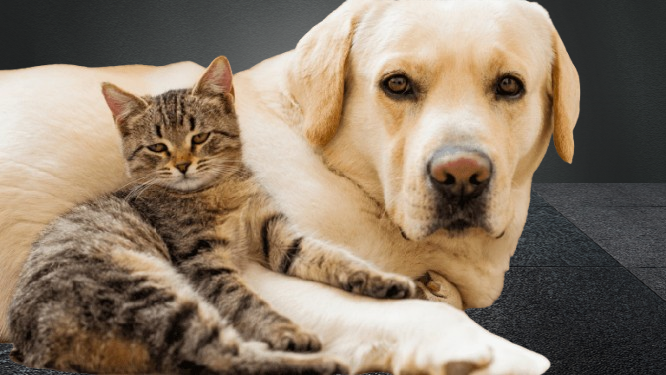 Unpacking Pet Trends