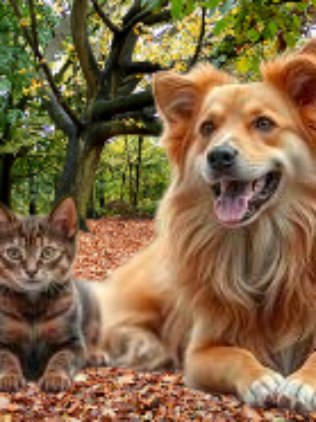 pete the cat stuffed animal​